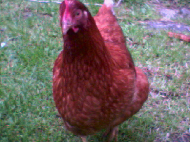 A ginger chicken